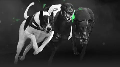 澳洲足协全力争夺2026年女足亚洲杯举办权